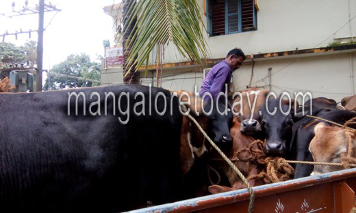 cAttle 04 aug 16